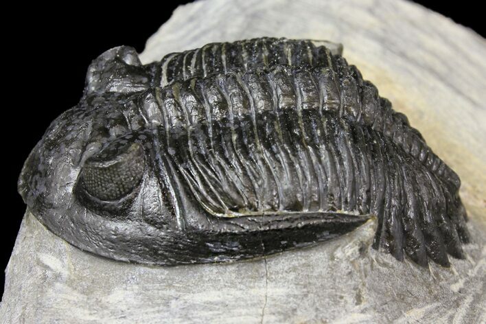 Bargain, Detailed Hollardops Trilobite - Visible Eye Facets #154325